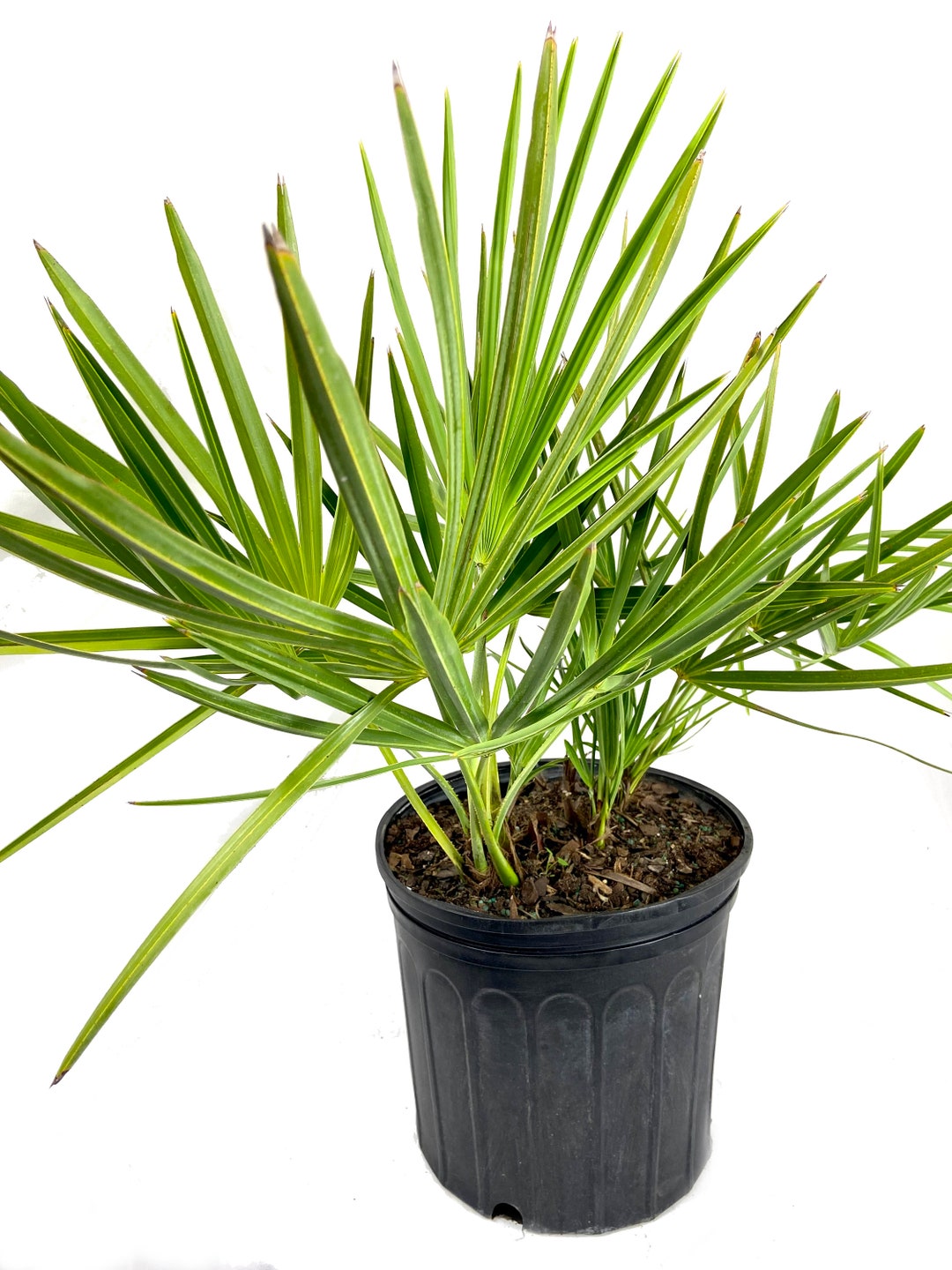 Green Saw Palmetto Live Plant in a 10 Inch Growers Pot Serenoa Repens