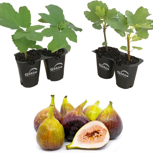 Fig Tree - 4 Live Starter Plants - Ficus Carica - Edible Fruit Tree for The Patio and Garden