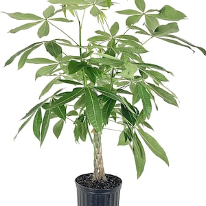 Money Tree Braid - Live Plant in an 10 Inch Growers Pot - Pachira Aquatica - Low Maintenance Pet Friendly Indoor Houseplant