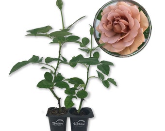 Koko Loko Rose Bush - Live Starter Plants in 2 Inch Pots - Beautiful Roses from Florida - A Stunningly Beautiful Ornamental Rose