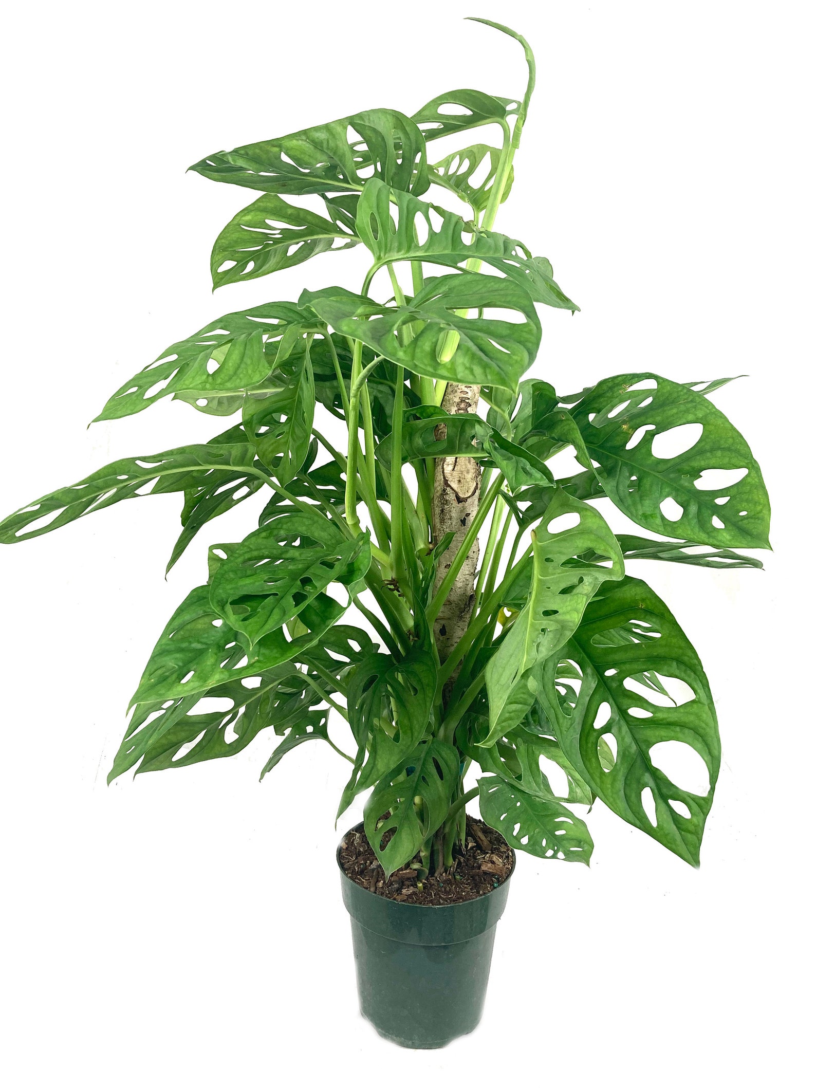 Monstera Swiss Cheese Plant Totem Pole Live Plant in a 6 Etsy