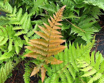 Autumn Fern - Live Plant in a 6 Inch Pot - Dryopteris Erythrosora - Rare and Exotic Ferns from Florida