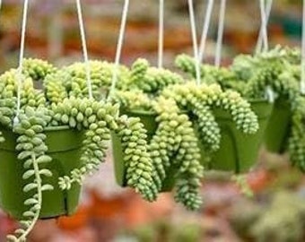 Burro's Tail Hanging Basket - Live Plant in a 4 Inch Hanging Basket - Sedum Morganianum - Drought Tolerant Indoor Outdoor Easy Care...