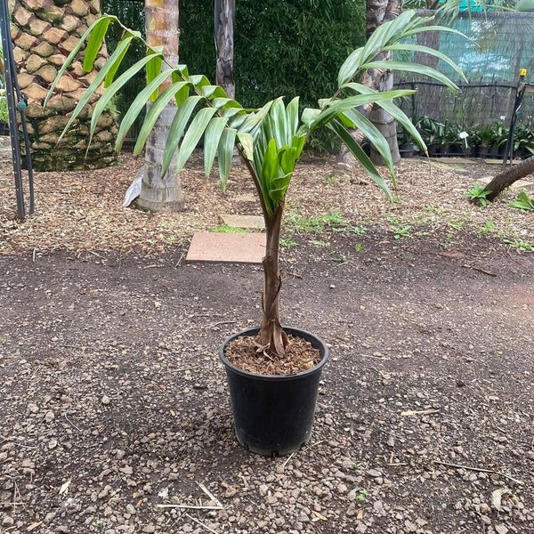 Caledonian Hapala Palm Tree - Live Plant in a 3 Gallon Grower's Pot - Burretiokentia Hapala - Rare Ornamental Palms from Florida