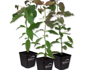 Rainbow Eucalyptus Tree - Live Plants in 5 Inch Pots - Eucalyptus Deglupta - Rare and Exotic Ornamental Tree