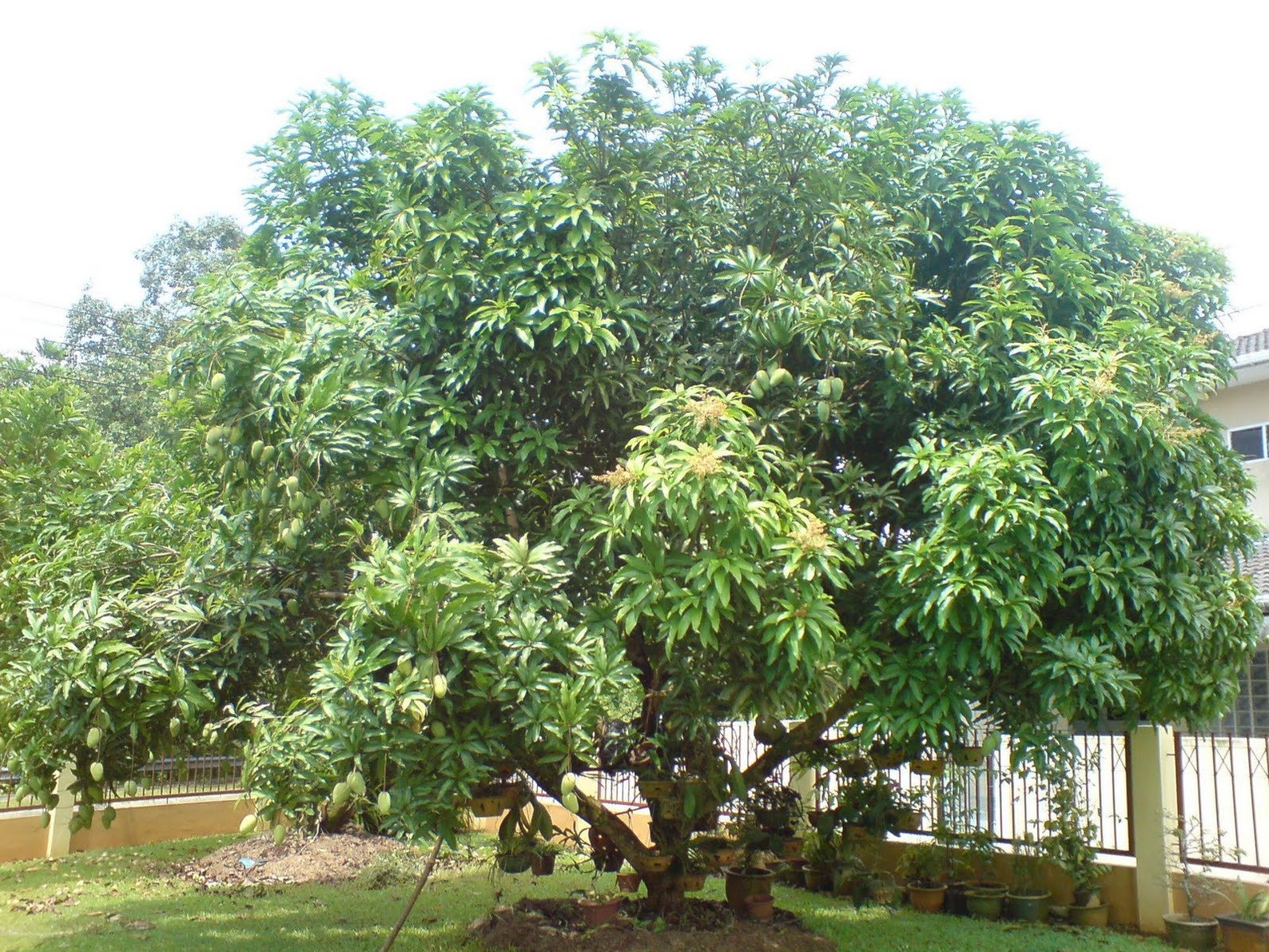 Mango Tree Live Fruit Tree in a 3 Gallon Pot Mangifera Etsy
