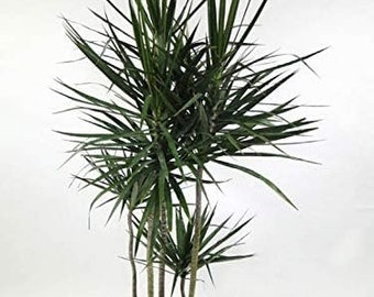 Dracaena Marginata Cane - Live Plant in a 10 Inch Pot - Dracaena Marginata - Easy Care Low Maintenance Indoor Air Cleaning Plant