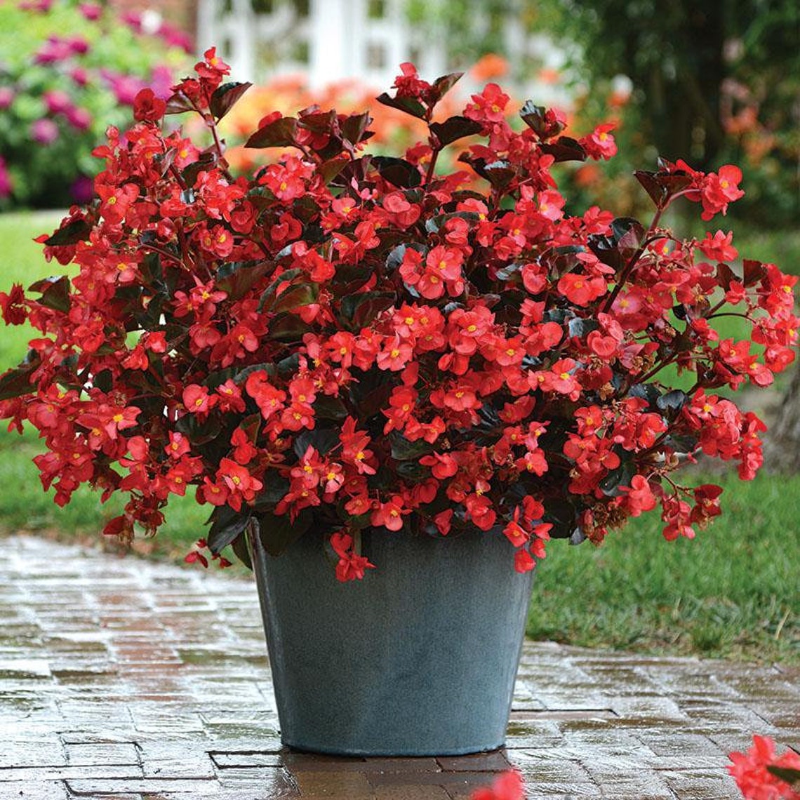 Bronze Leaf Begonia with Scarlet Colored Flowers Live Plant Etsy
