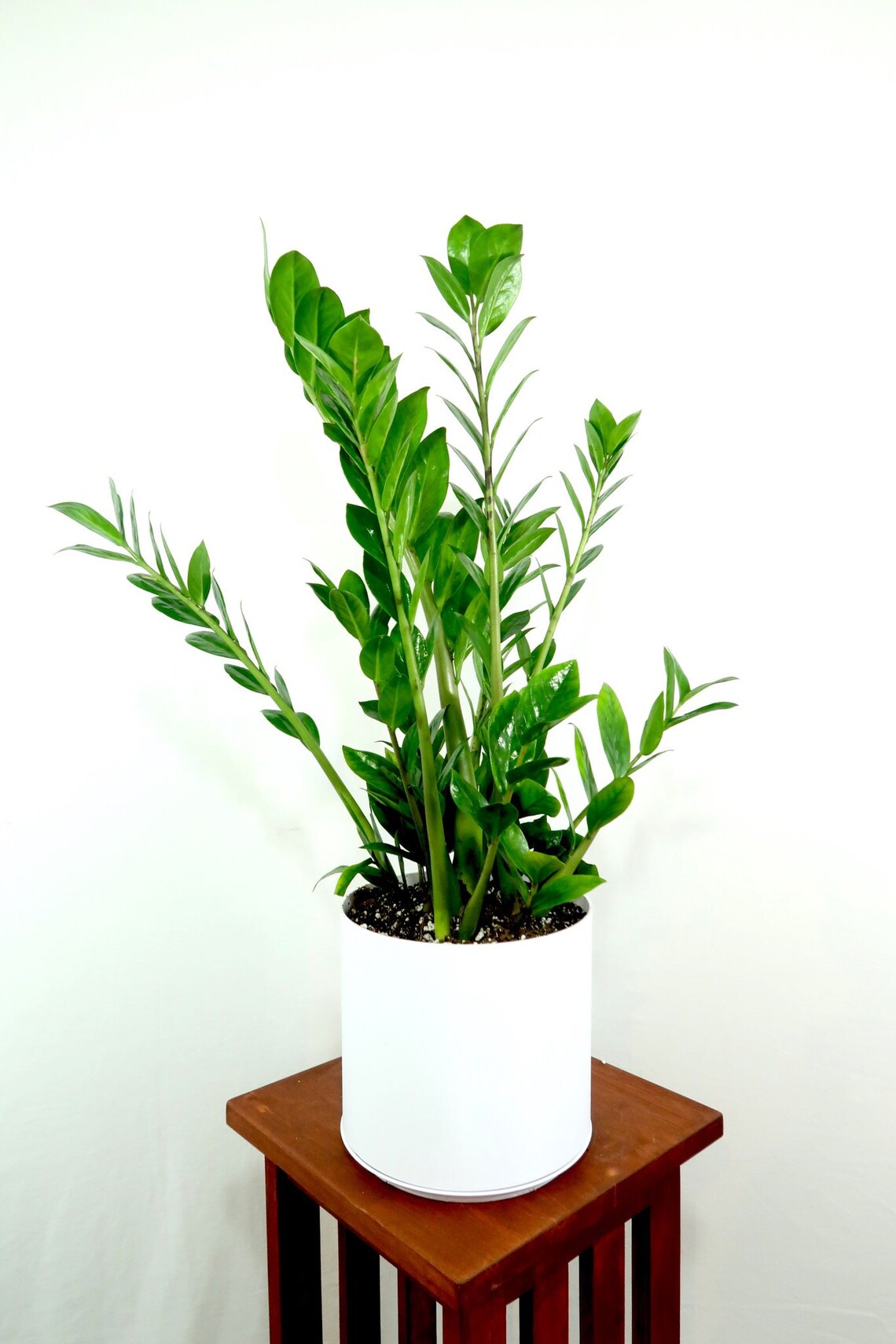 ZZ Plant Live Plant in a 8 Inch Pot Zamioculcas Zamiifolia Etsy