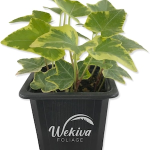 Golden English Ivy - Live Plants in 3 Inch Pots - Hedera Helix - Beautiful Easy Care Indoor Air Purifying Houseplant Vine