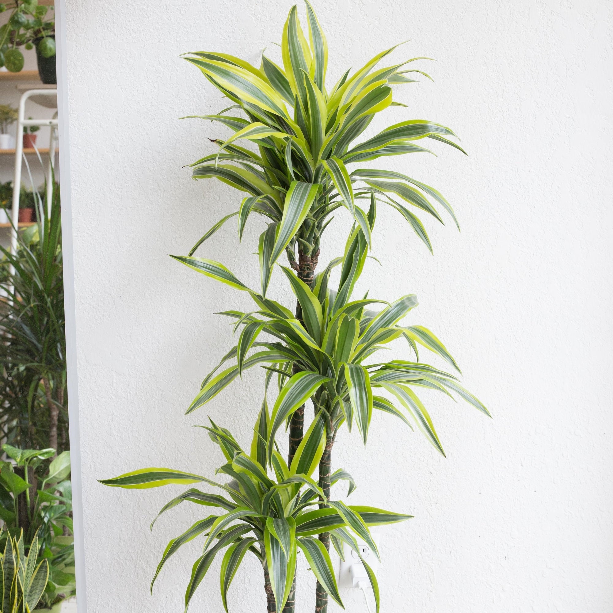 25+ Dracaena Warneckii Lemon Lime Plant