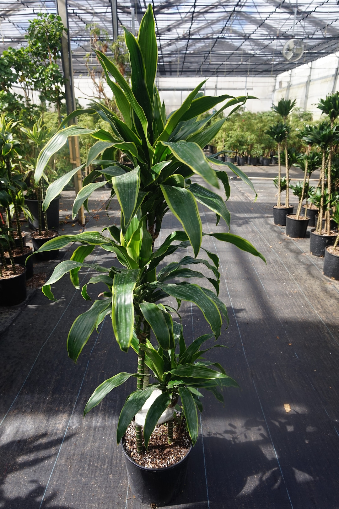 Dracaena Art Carmen Cane 3 Staggered Canes Live Plant in - Etsy