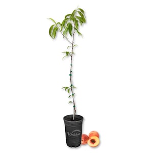 Tropic Beauty Peach Tree - Live Plant in a 1 Gallon Grower&#39;s Pot - Prunus Persica - Edible Fruit Bearing Tree for The Patio and Garden
