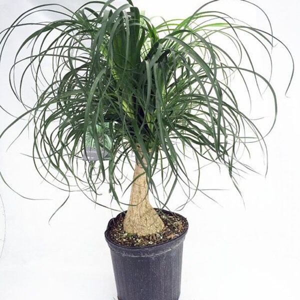 Ponytail Palm Live Plant Primium Foliage Plant Fit 4 Pot Ponytail Palm Live Plant Primium Foliage Plant Fit 4 Pot