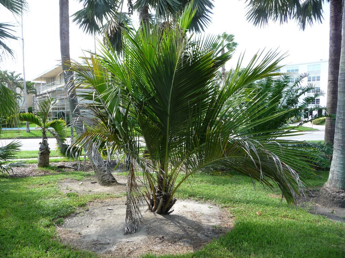 High Plateau Coconut Palm Live Plant in a 4 Inch Pot Etsy