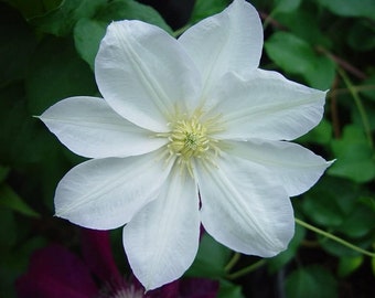 Candida Clematis Vine - Live Plants in 4 Inch Growers Pots - Clematis 'Candida' - 2 Years Old Ready to Be Planted - Bold and Beautiful...