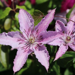 Clematis Hagley Hybrid Live Plant in a 4 Inch Growers Pot Clematis 'Hagley Hybrid' Starter Plants Ready for The Garden Beautiful image 1