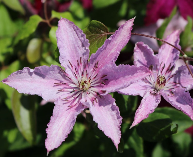 Clematis Hagley Hybrid Live Plant in a 4 Inch Growers Pot Clematis 'Hagley Hybrid' Starter Plants Ready for The Garden Beautiful image 1