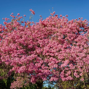 Pink Tabebuia Trumpet Tree Live Plant in a 3 Gallon Pot Tabebuia Heterophylla Beautiful Flowering Tree image 3