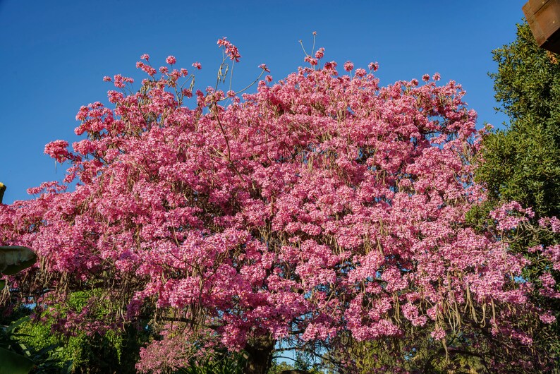 Pink Tabebuia Trumpet Tree Live Plant in a 3 Gallon Pot Tabebuia Heterophylla Beautiful Flowering Tree image 3