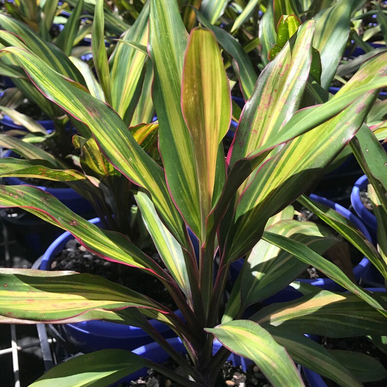 Cordyline Kiwi Ti Plant Live Plant in an 10 Inch Growers Pot - Etsy