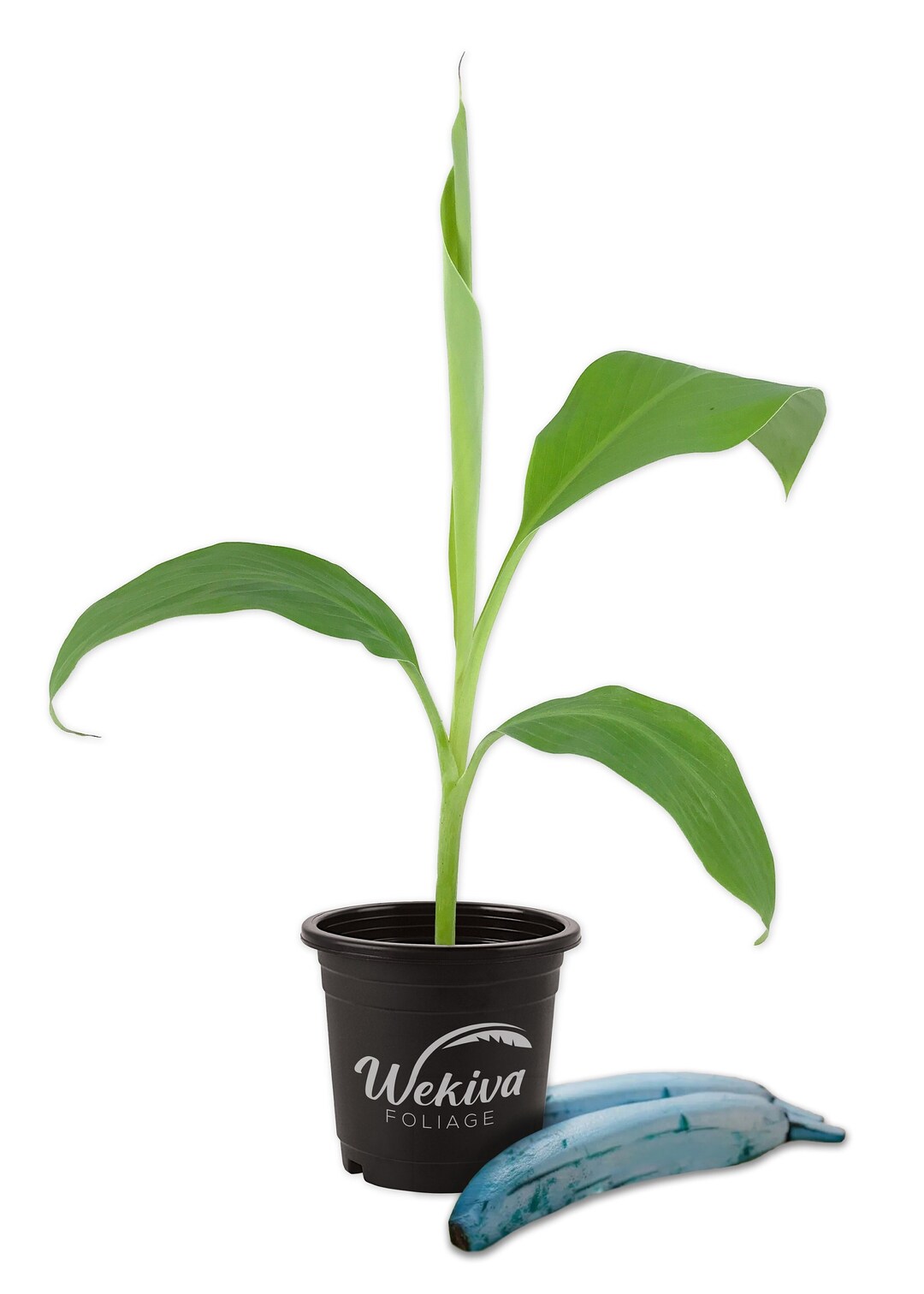 Ice Cream Banana Tree Blue Java Live Plant in a 4 Inch Grower's Pot