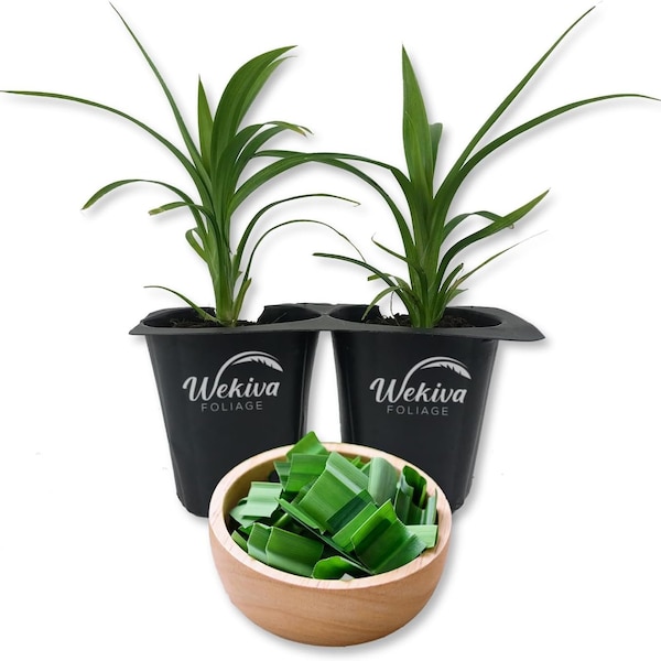 Pandan Plant - 2 Live Tissue Culture Starter Plants - Pandanus Amaryllifolius - Fragrant Flavor Sweet Edible Leaves