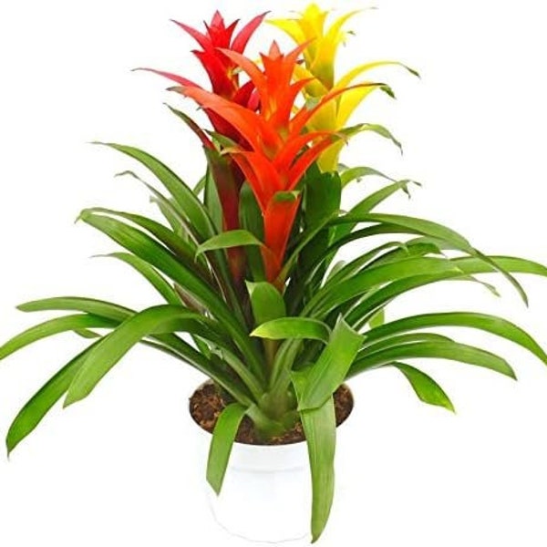 Multi-Colored Bromeliad Planter - 3 Live Plants in a Single 6 Inch Pot - Colorful Indoor Tropical Houseplant