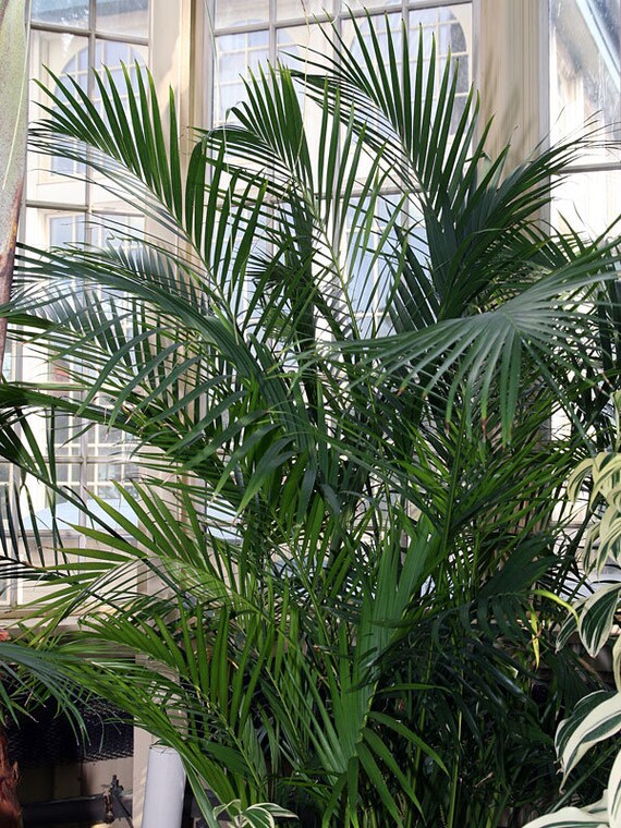 chamaedorea cataractarum safe for cats