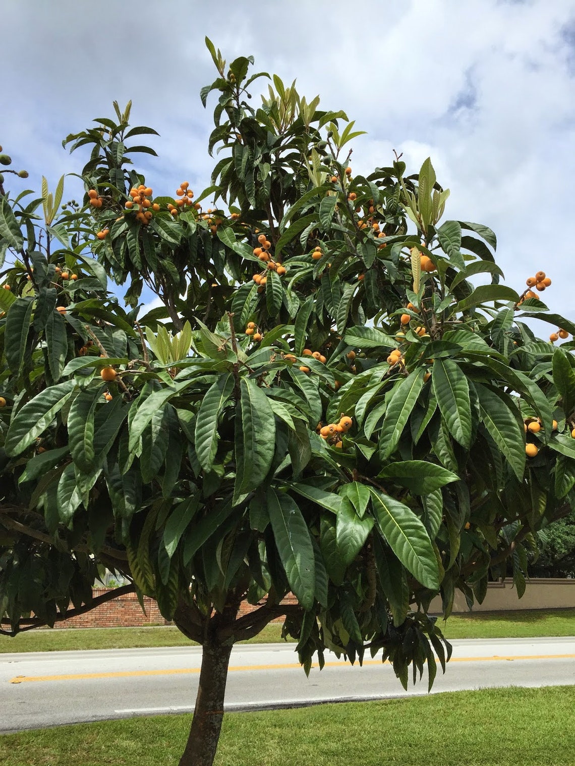 Bronze Loquat Live 6 Inch Plant Eriobotrya Japonica Etsy