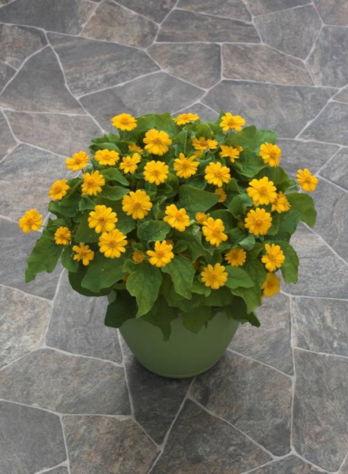 Yellow Melampodium Live Plant in a 4 inch Pot Beautiful Etsy