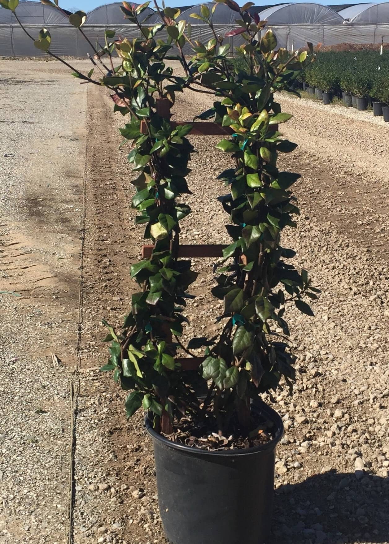 Confederate Jasmine With Trellis Live Plant in a 3 Gallon Etsy