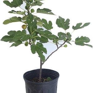 Fig Tree - Live Fruit Tree in a 3 Gallon Pot - Ficus Carica &#39;Black Mission - Tropical Edible Fruit Bearing Tree