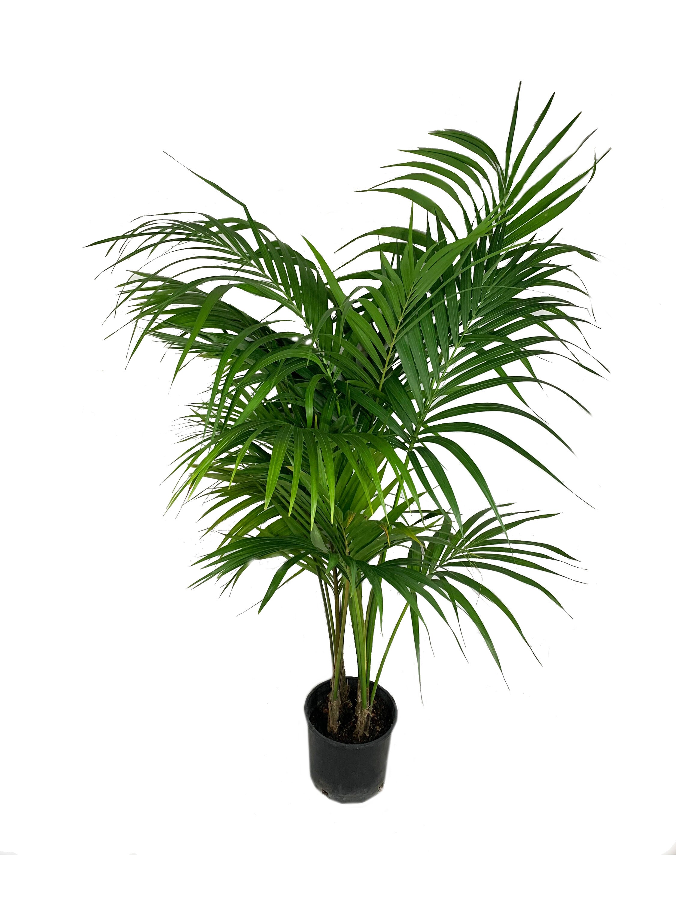 Kentia Palm Live Plant in an 10 Inch Growers Pot Howea | Etsy