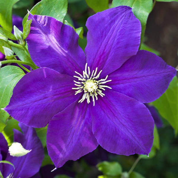 Clematis Jackmanii - Live Plant in a 4 Inch Growers Pot - Clematis 'Jackmanii' - Starter Plants Ready for The Garden - Beautiful Violet