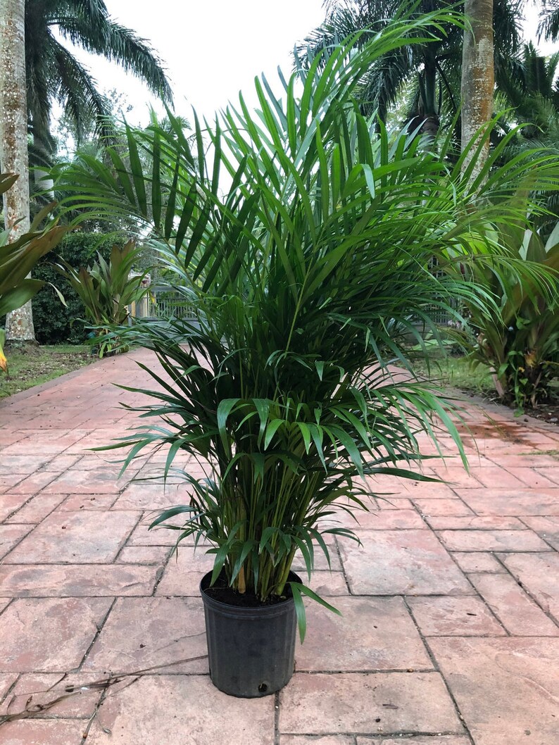 Areca Palm Live Plant in an 10 Inch Growers Pot Dypsis | Etsy