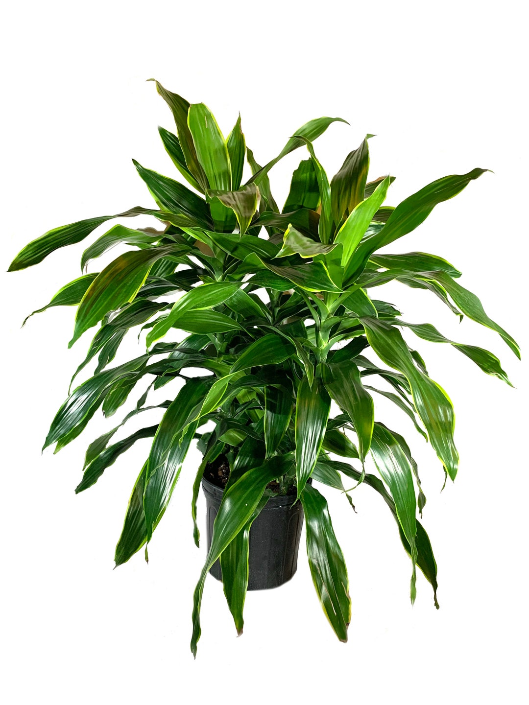 Dracaena Art Carmen Live Plant in an 10 Inch Growers Pot Dracaena