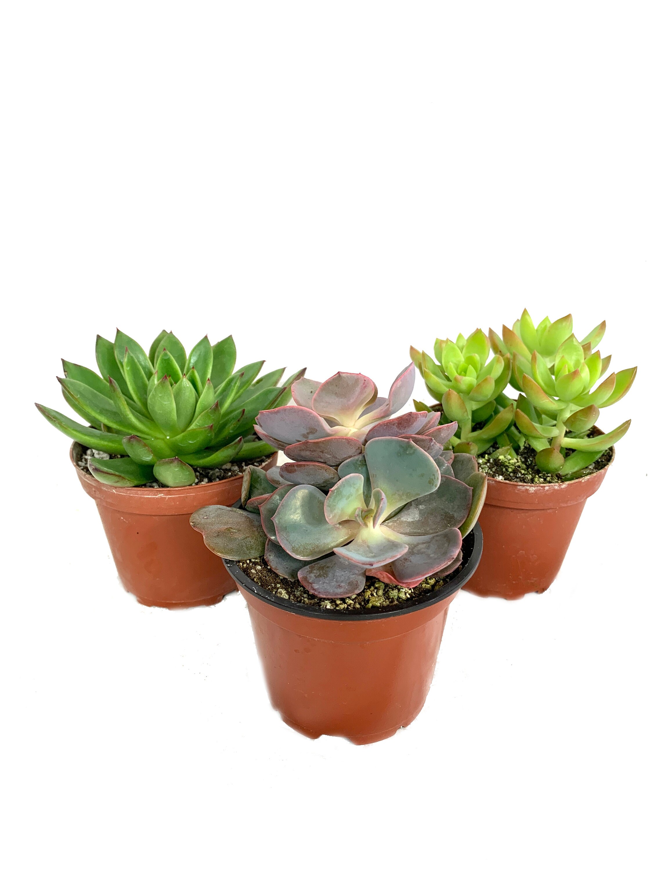Growers Choice Perfect Plant Assortment for Indoors or Outdoors Artisan Grown Succulent Collection Hand-Picked for Beauty 2 Live Succulent Plants in 4 Inch Pots Growers Choice Perfect Plant Assortment for Indoors or Outdoors Artisan Grown Succulent Collection Hand-Picked for Beauty 2 Live Succulent Plants in 4 Inch Pots