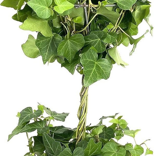 English Ivy Globe - Live Plants in 6 Inch Growers Pots - Hedera Helix - Florist Quality Indoor Air Purifying Topiary Houseplant Vine