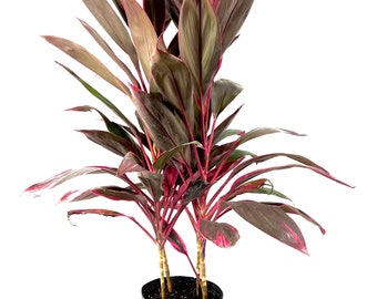 Cordyline Red Sister Hawaiian Ti Plant - Live Plant in an 10 Inch Growers Pot - Cordyline Fruticosa 'Red Sister' - Beautiful Indoor Outdoor