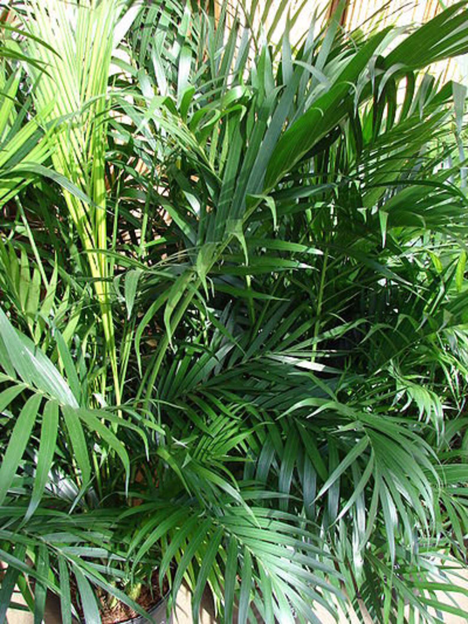 Cat Palm Live Plant in an 10 Inch Growers Pot Chamaedorea