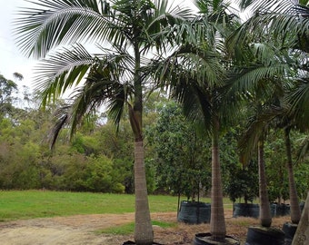 King Palm - Live Plant in a 3 Gallon Growers Pot - Archontophoenix Alexandrae - Rare Ornamental Palms of Florida