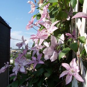 Clematis Hagley Hybrid Live Plant in a 4 Inch Growers Pot Clematis 'Hagley Hybrid' Starter Plants Ready for The Garden Beautiful image 4