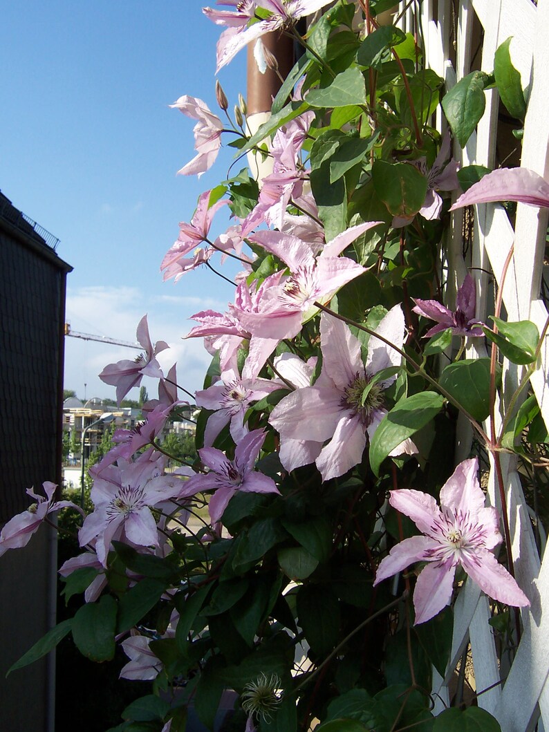 Clematis Hagley Hybrid Live Plant in a 4 Inch Growers Pot Clematis 'Hagley Hybrid' Starter Plants Ready for The Garden Beautiful image 4