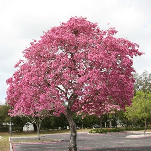 Pink Tabebuia Trumpet Tree Live Plant in a 3 Gallon Pot Tabebuia Heterophylla Beautiful Flowering Tree image 5