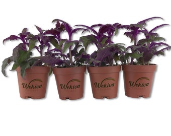 Purple Passion Plant - Royal Velvet Plant - Live Starter Plant in a 2 Inch Pot - Gynura Aurantica - Rare Indoor Houseplant