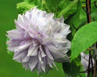 Clematis Belle of Woking - Live Plant in a 4 Inch Growers Pot - Clematis 'Belle de Woking' - Starter Plants  - Beautiful Flowering Vine