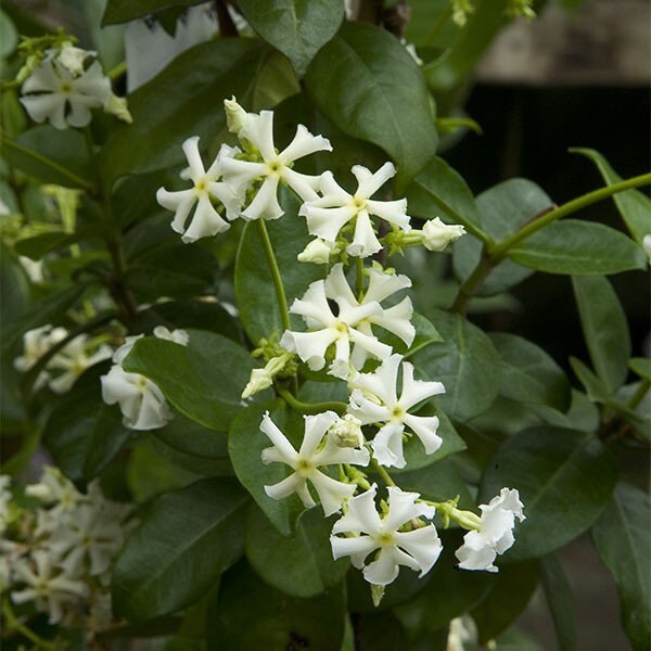 Confederate Jasmine With Trellis Live Plant in a 3 Gallon Etsy