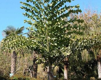 Giant Fishtail Palm - Live Plant in an 10 Inch Growers Pot - Caryota Obtusa - Extremely Rare Ornamental Palms from Florida