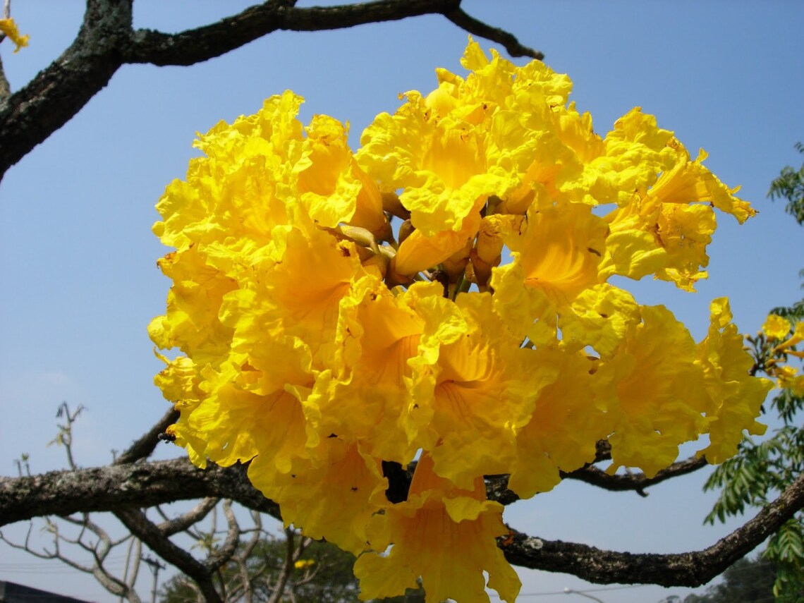 Yellow Tabebuia Trumpet Tree Live Plant in a 3 Gallon Pot Etsy